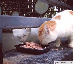 Cat-Does-Not-Want-To-Share-Food