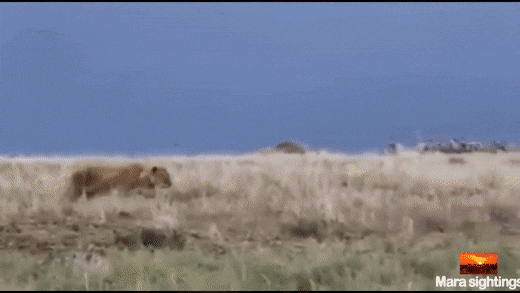 Тебя не звали