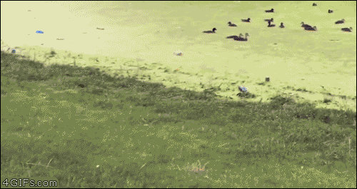 Dog-trolled-by-pond-duckweed