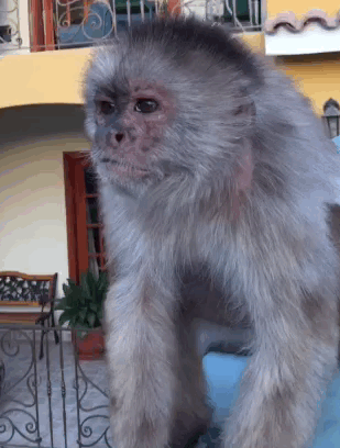 Злая обезьянка