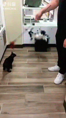 cat_vedro