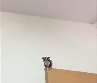 летяга