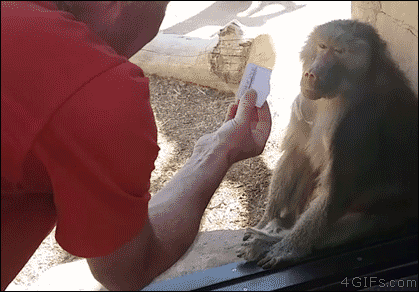 Baboon-amazed-by-magic
