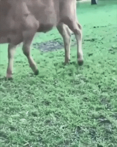 Гаврюша ко мне