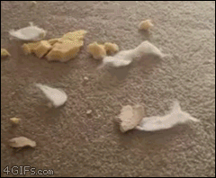 Husky-dog-likes-to-chew