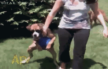 the_best_gifs_of_americas_funniest_videos_12_0