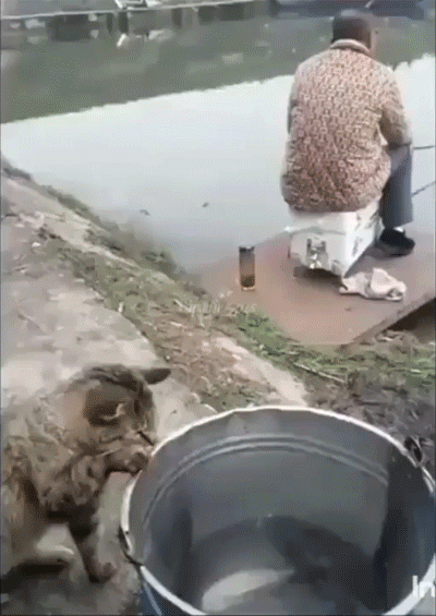 Cat-fishing