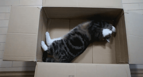 коте