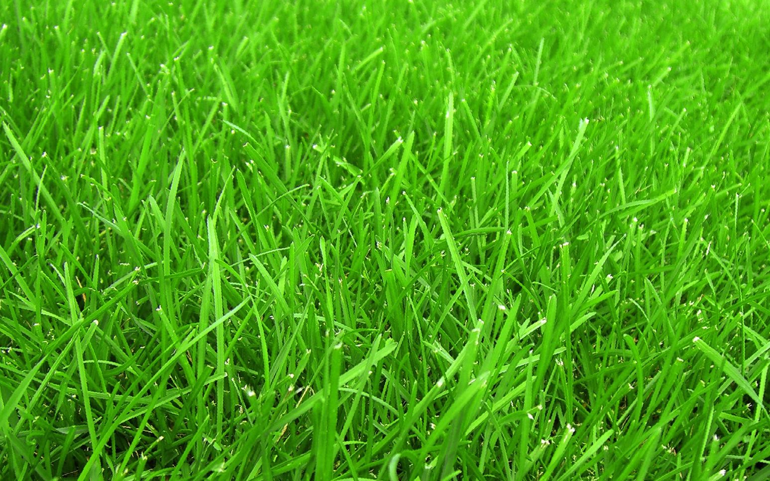 Трава мелкая зеленая