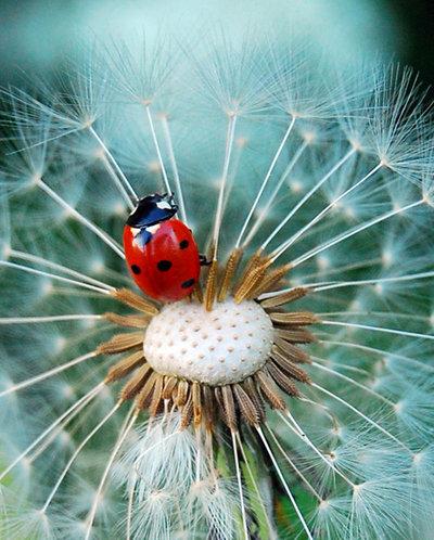 1197052825_1195921783_stap_uit_de_schaduw_by_harisk