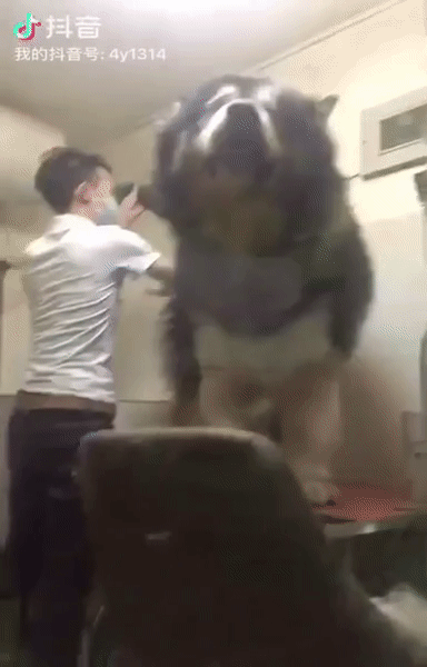 хомячок