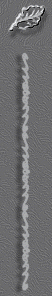 fon_4_1_arnusha