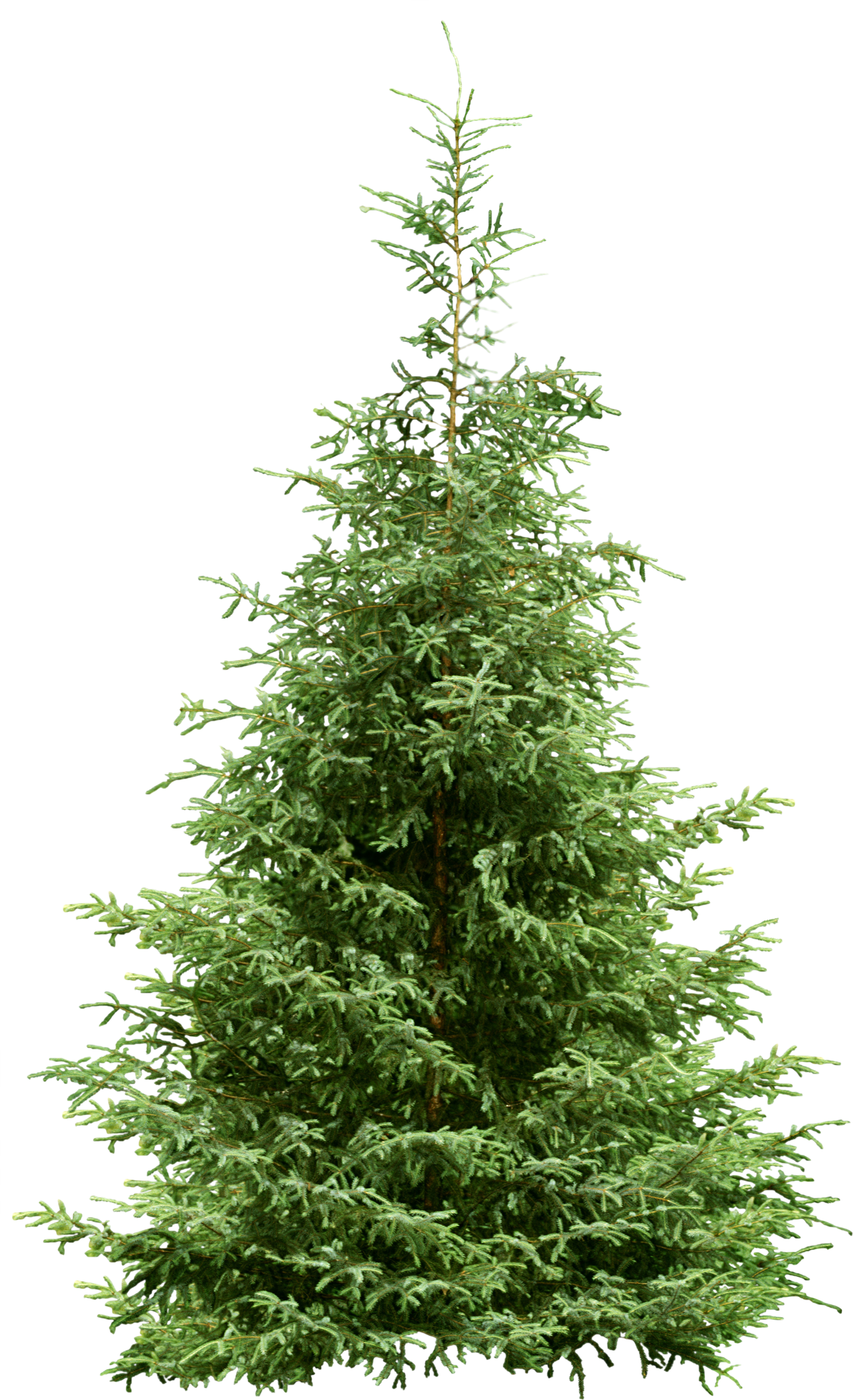 Ель пнг. Елка Annapolis fir Tree. Ель на белом фоне. Живая елка на прозрачном фоне. Ель на прозрачном фоне.