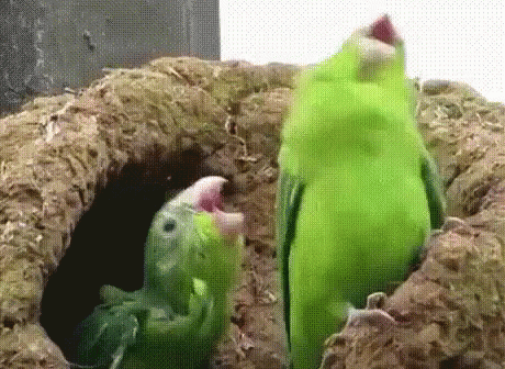 попугаи колбасятся