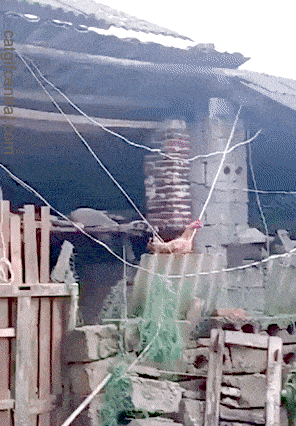 tumblr_pg29rhnuxz1uuyy36o1_400