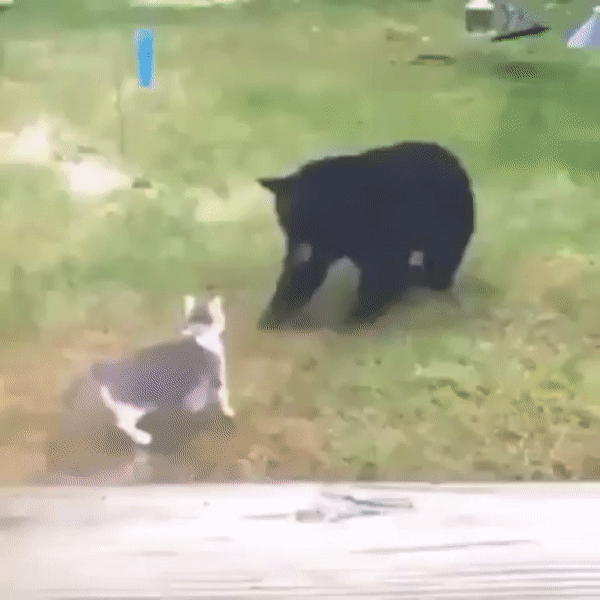 кот и медведь