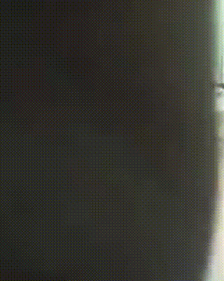 cat_podkralsa1