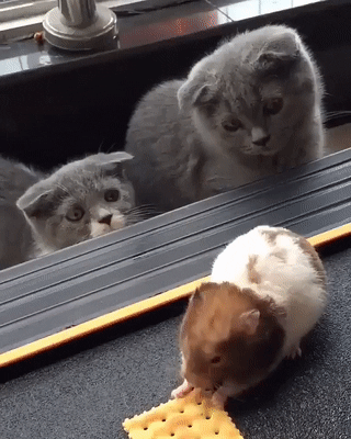 cats_svinka