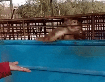 monkey_lapa