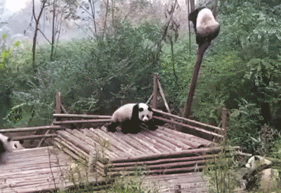 panda_stvol