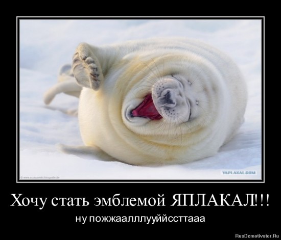 котик
