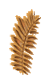 fon_3_arnusha
