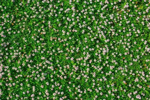 depositphotos_57642771-stock-photo-top-view-of-green-grass