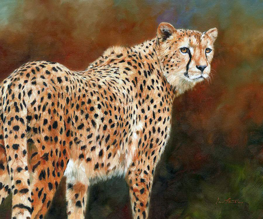 Cheetah (3) .