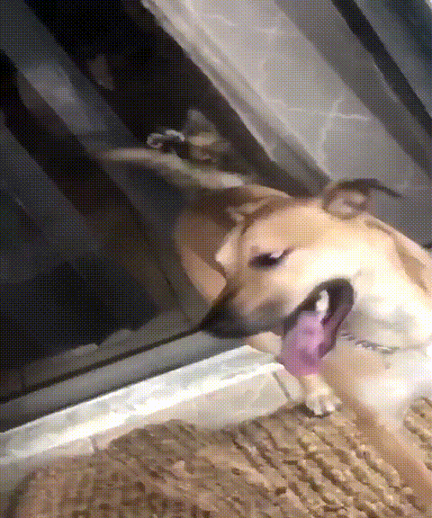 _dog_cat