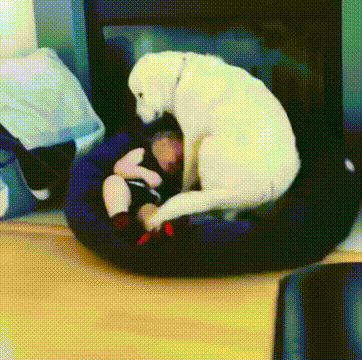 __dog_boy