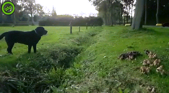 _dog_kanava