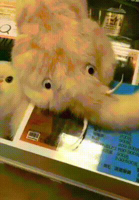 Котослон