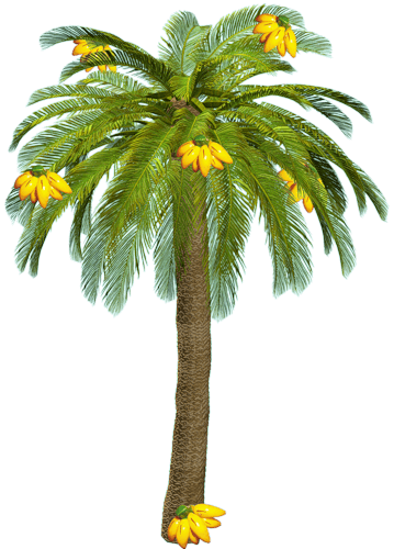 растение  пальма