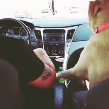 dog_car5
