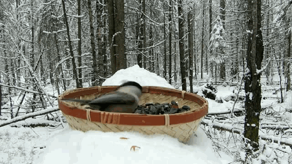 кормушка