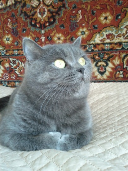 Тина