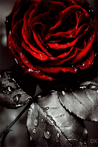 0_10e85a_445d8377_orig