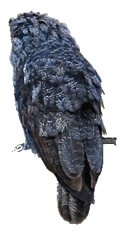 110f9aefc07cd005f6d07dc9bdded8b6