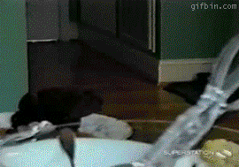 dogjumping
