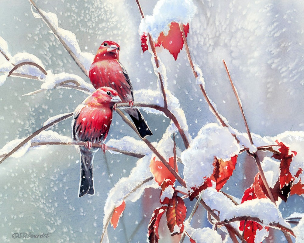 Сьюзен Бордет птицы зима