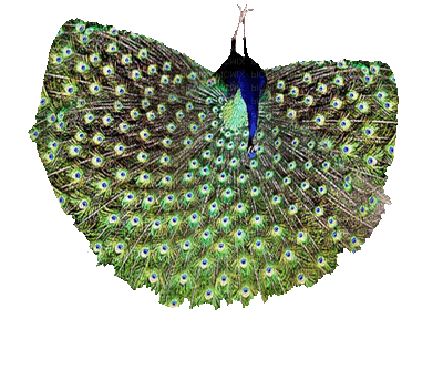 122e077331663f9c8b57f2ddfa5efa59