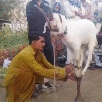 Настоящий дрессировщик