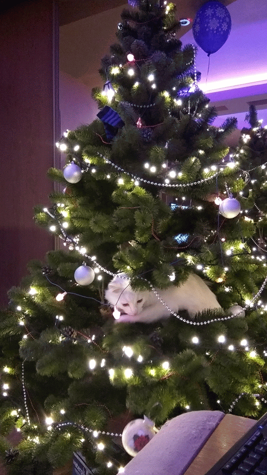 IMG_20180103_223434-ANIMATION