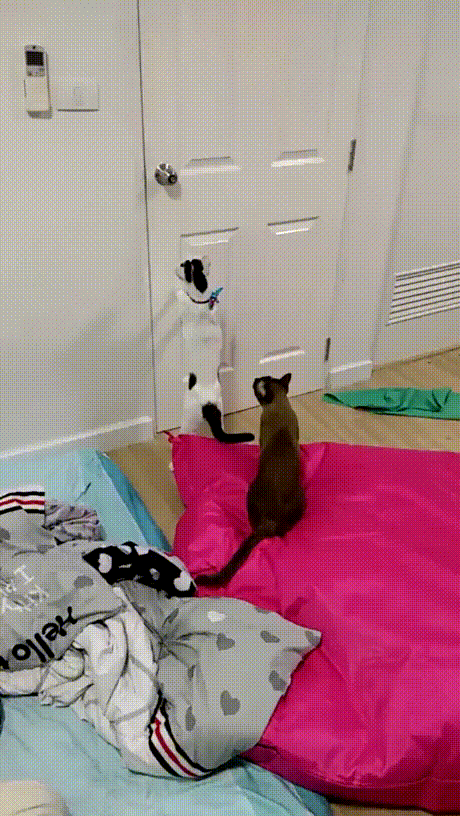 Etot_kot_slomal_sistemu