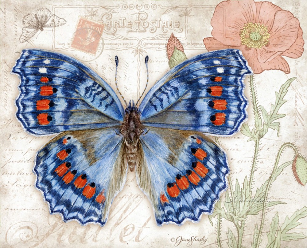 Бабочки художник Jane Shasky