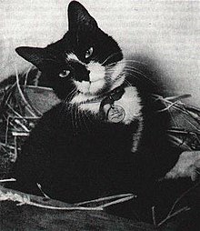 Seacat_Simon_(fair_use)