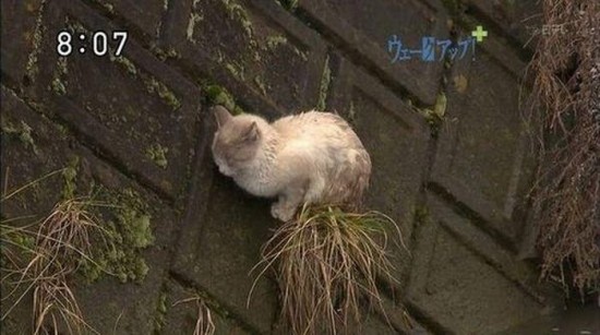 cat_02 - japan