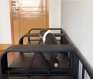 cat_udobno