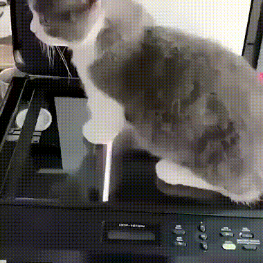 cat_xerox