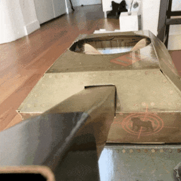 cat-in-tank21
